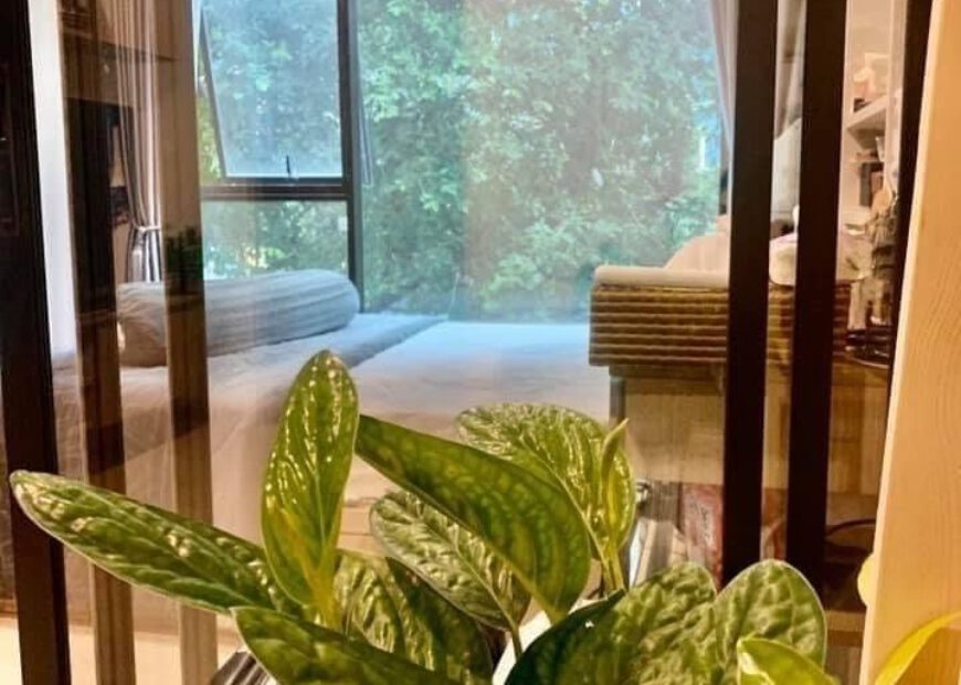 ขาย Condo The Niche Mono sukhumvit 50 ตึก A ชั้น 3 ใกล้จุดขึ้นลงทางด่วน ใกล้สถานีรถไฟฟ้า BTS อ่อนนุชเพียง 800 เมตร